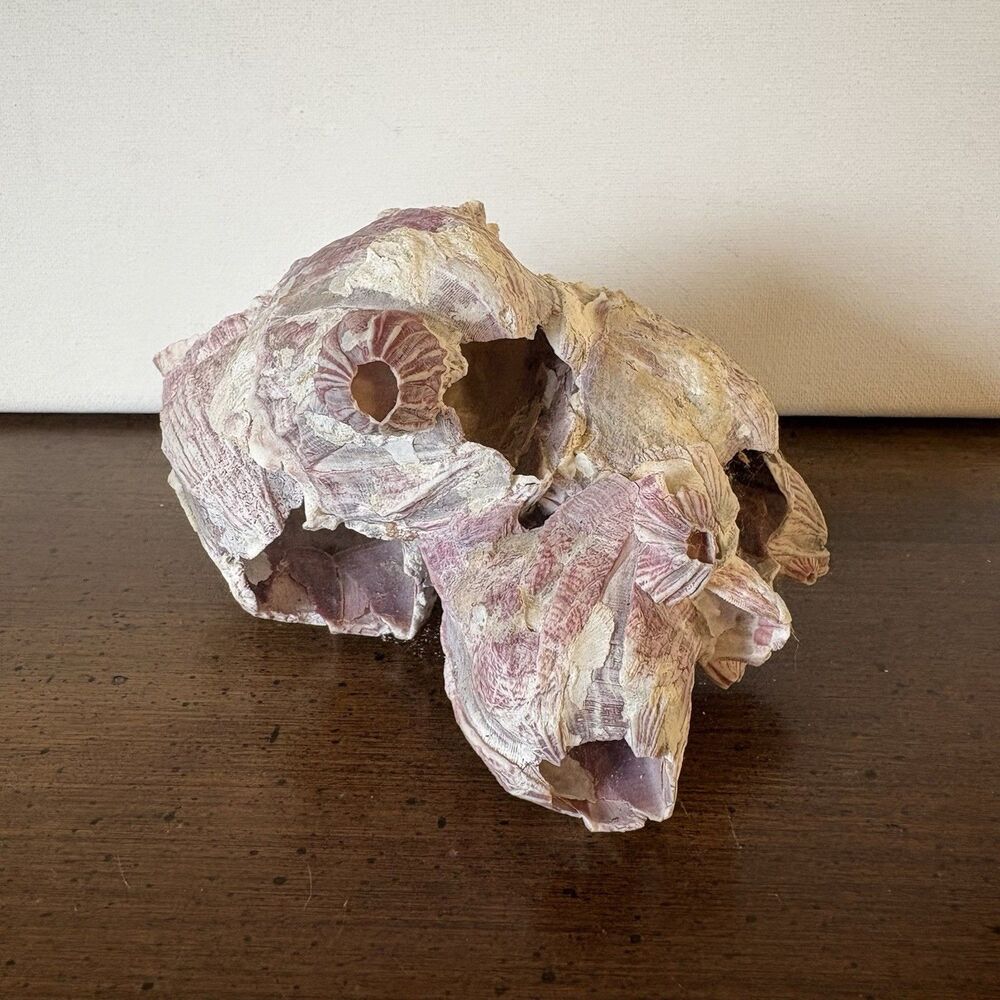 Purple Acorn Barnacle Cluster Sea Shell Natural Aquarium Decor 5.5âX4â Vintage H